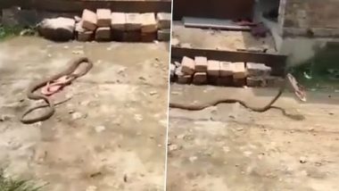 Snake Tries To Enter A House, Runs Away With Slipper Thrown At It, Hilarious Clip Surfaces On Twitter